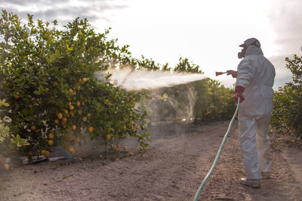 Best Bed Bug Extermination  in Freeport, NY